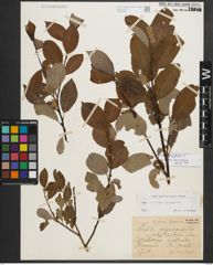 Foto von Salix phylicifolia L.